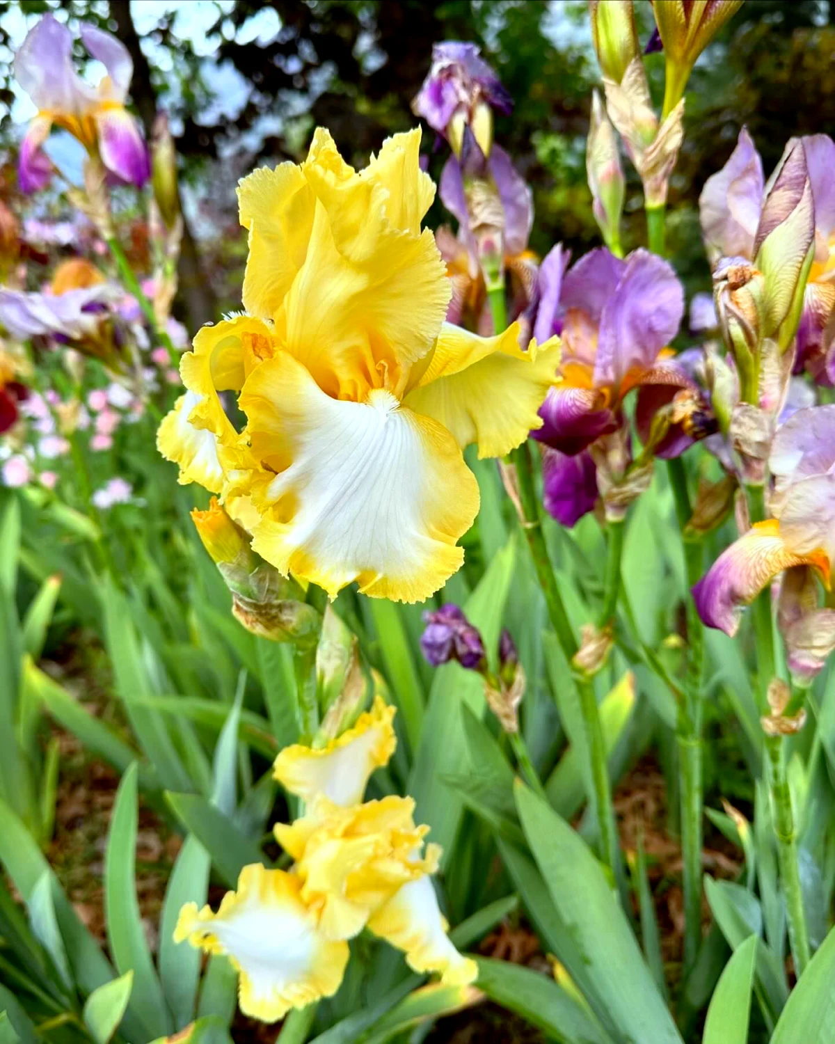 l'iris a t il des propriétés médicinales fleurs Jaunes et violettes en arriere plan