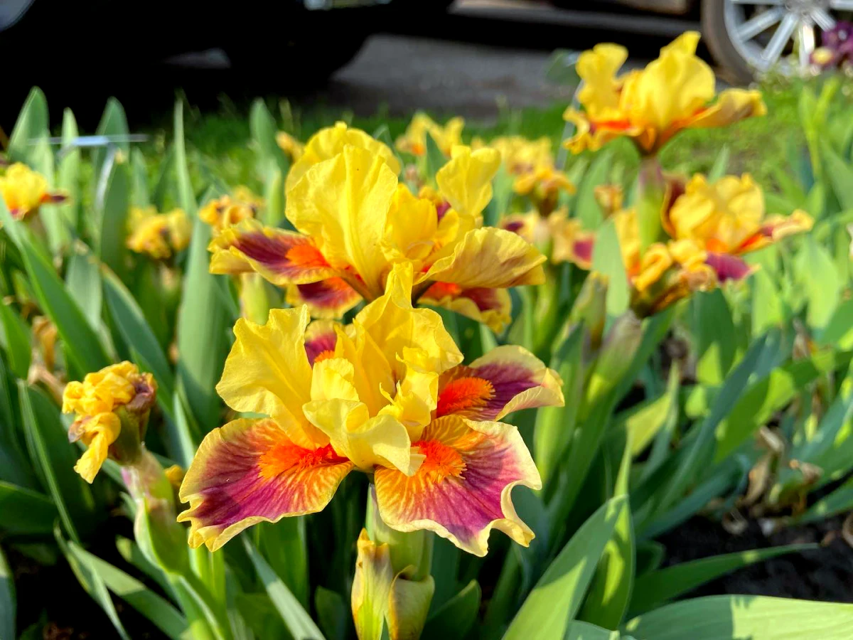 quand couper les tiges fanées des iris fleurs aunes tiges vertes