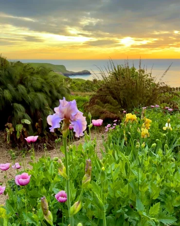 que mettre au pied des iris