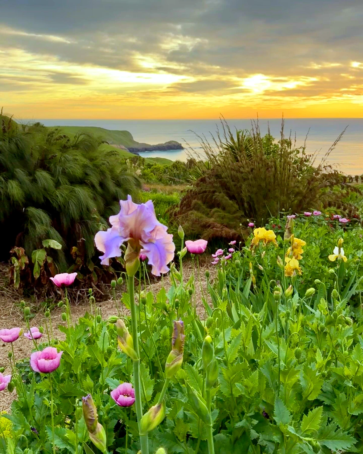 que mettre au pied des iris paysage jardin coucher de soleil