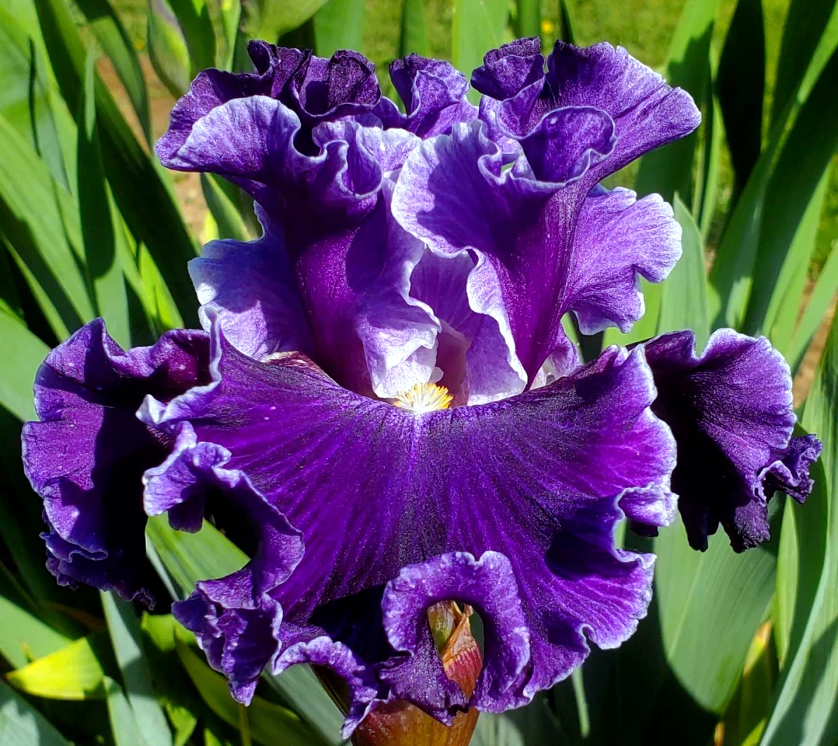 quels sont les bienfaits de l'iris grosses fleur de couleur violette