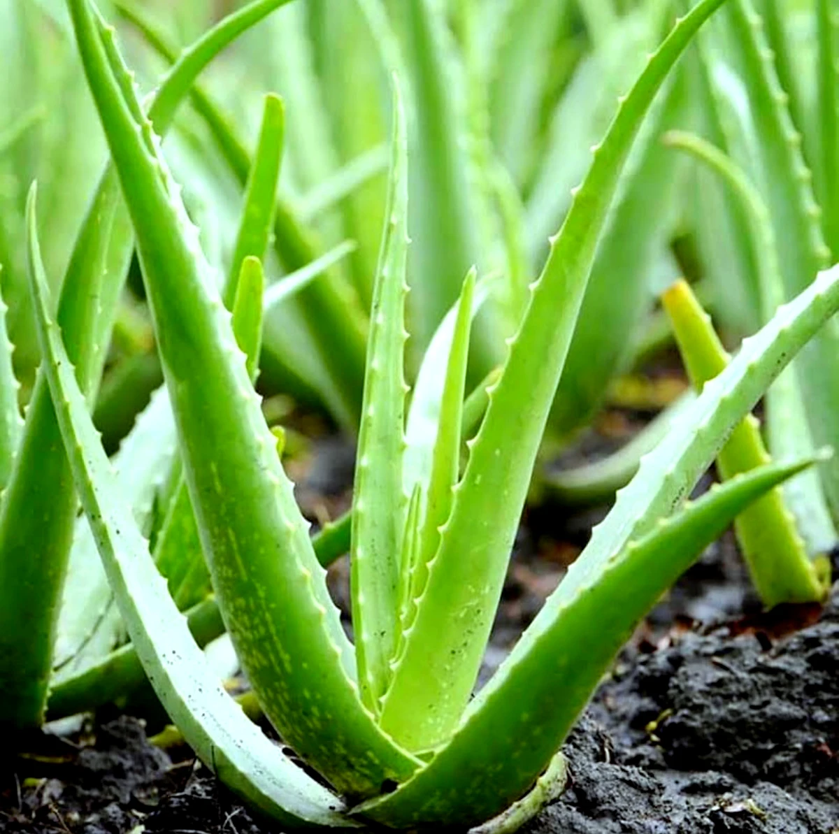 aloe vera plantes depolluante par excellence brins verts