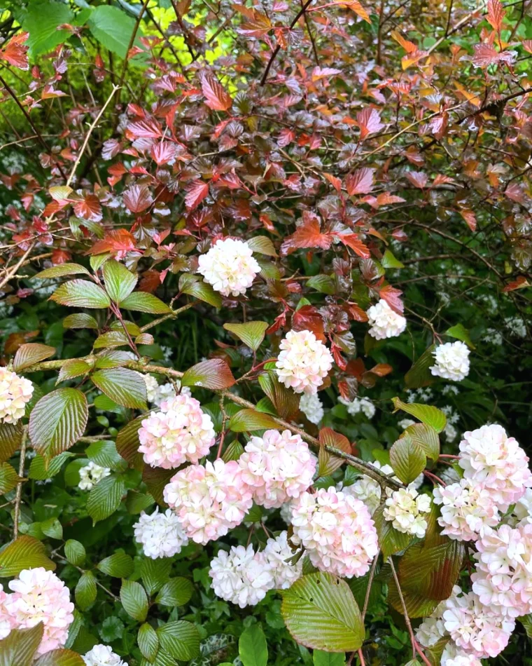 arbuste odorant qui fleurit en hiver fleurs blanches feuilles vertes