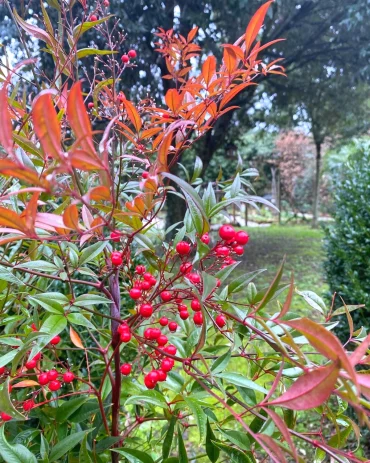 arbustes a baie a planter en octobre