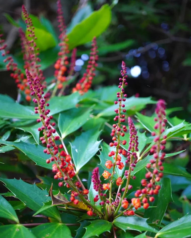 arbustes qui fleurit en hiver baies rouges feuilles vertes