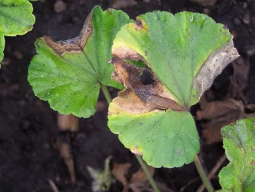 botrytis cinerea pourriture grise geranium maladie fongique taches brunes