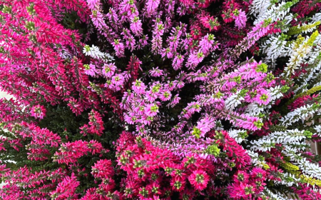 bruyere d hiver differentes couleurs rose rouge blanches