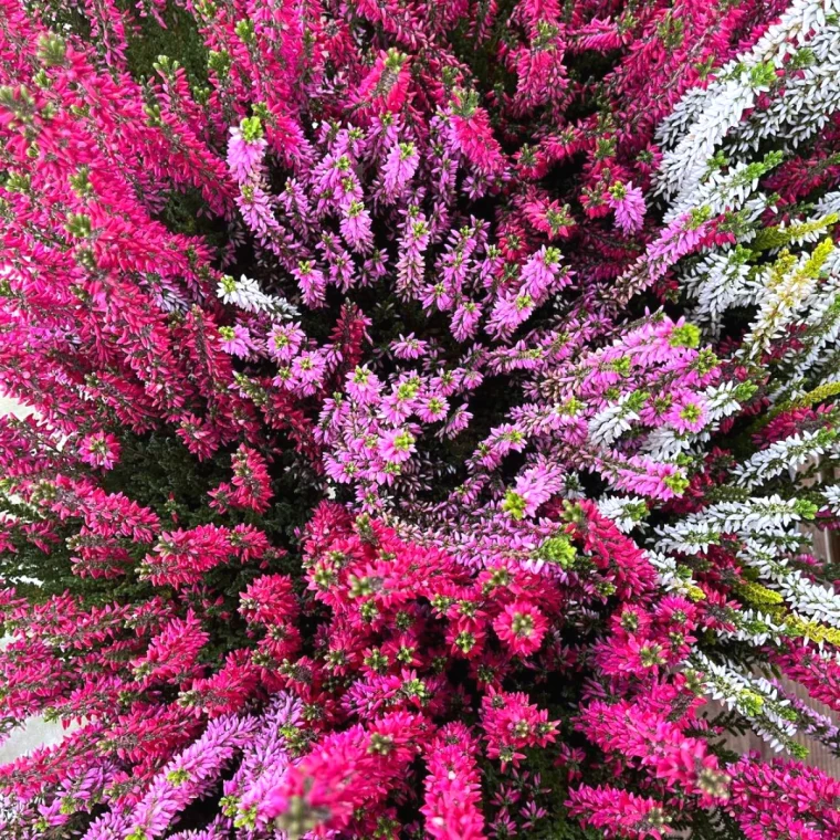 bruyere d hiver differentes couleurs rose rouge blanches