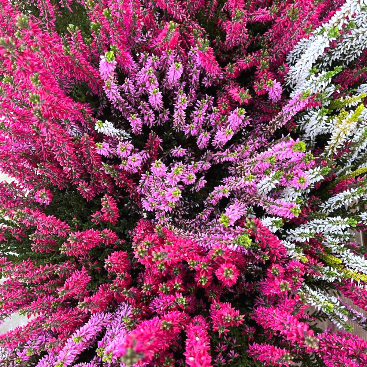 bruyere d hiver differentes couleurs rose rouge blanches