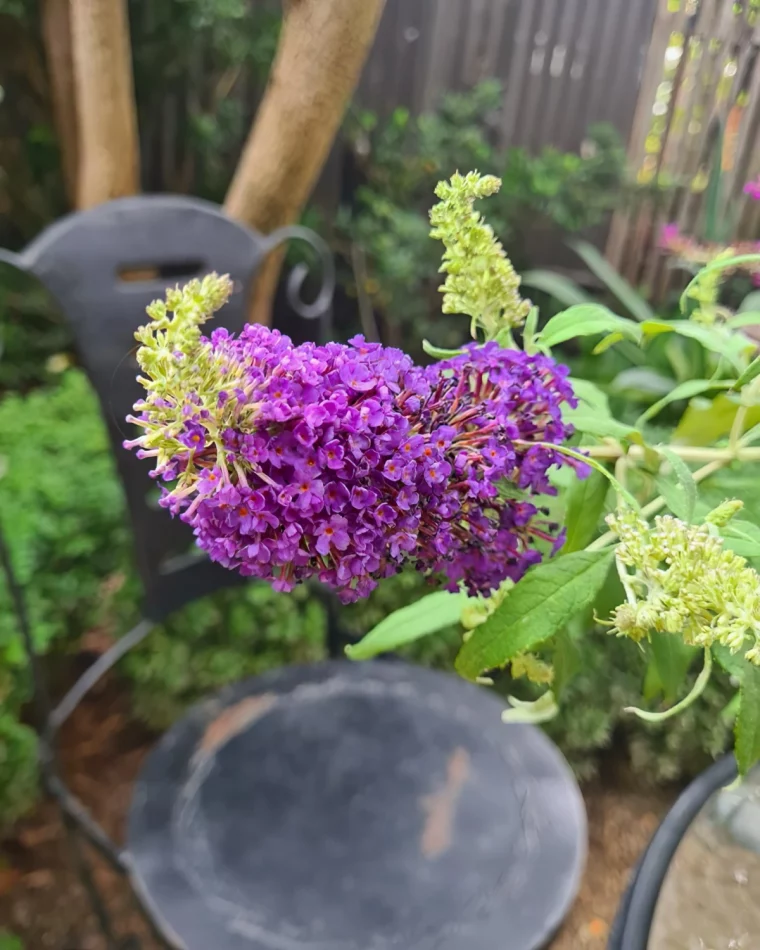 buddleia arbre a papillon arbuste fleurs violettes tiges longues