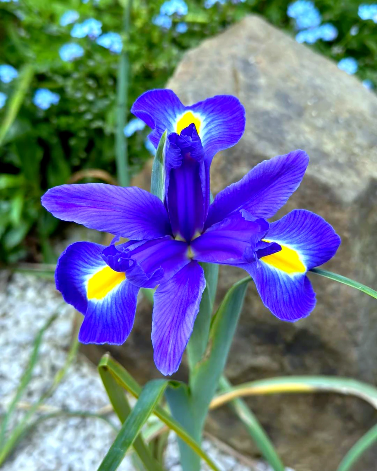 comment bien tailler les iris fleurs violettes