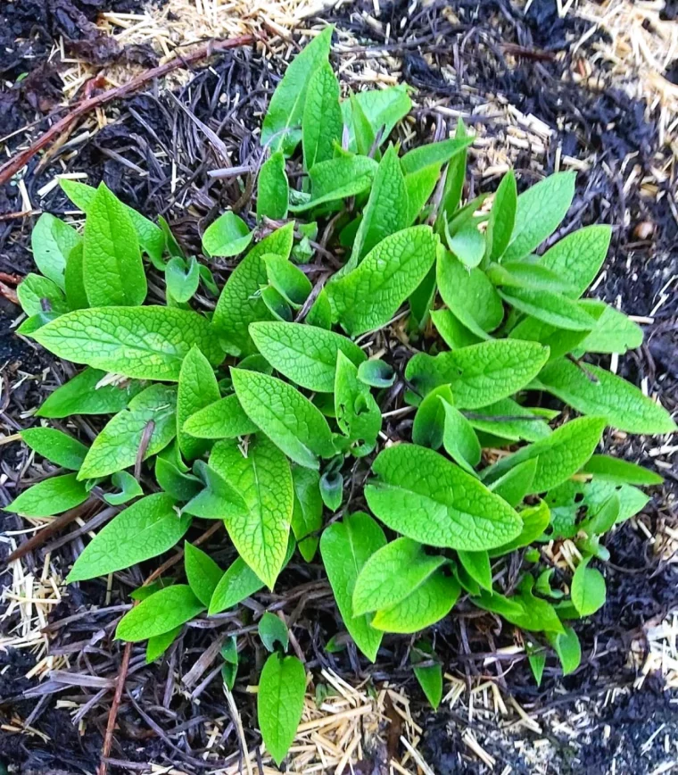 comment entretneir les plantes d exterieur en hiver feuilles vertes