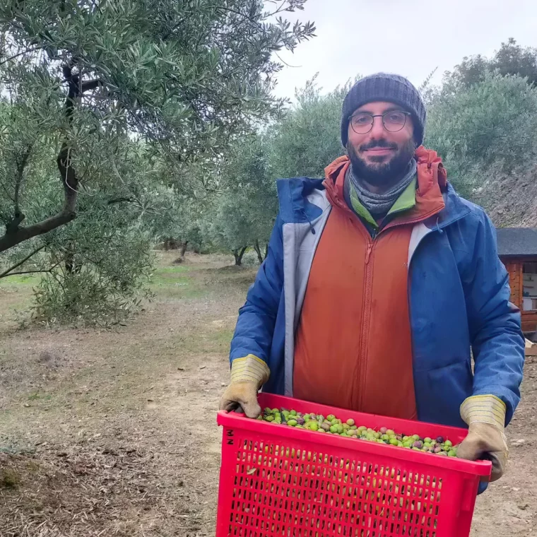 comment et quand ramasser les olives calendrier et pratiques