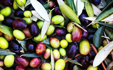 comment et quand ramasser les olives vertes et noires