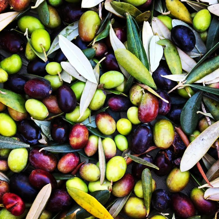 comment et quand ramasser les olives vertes et noires