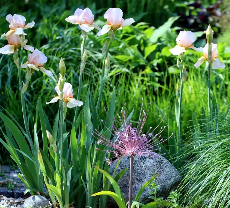 comment tailler l iris avant l hiver fleurs blanches tiges vertes