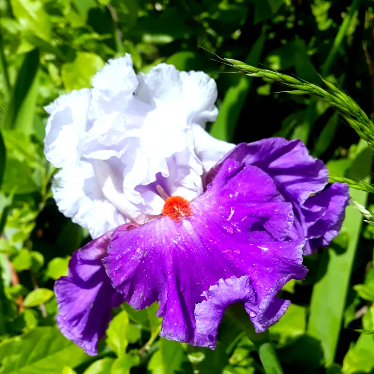 comment tailler les iris pour l hiver grosse fleur violet et blanc