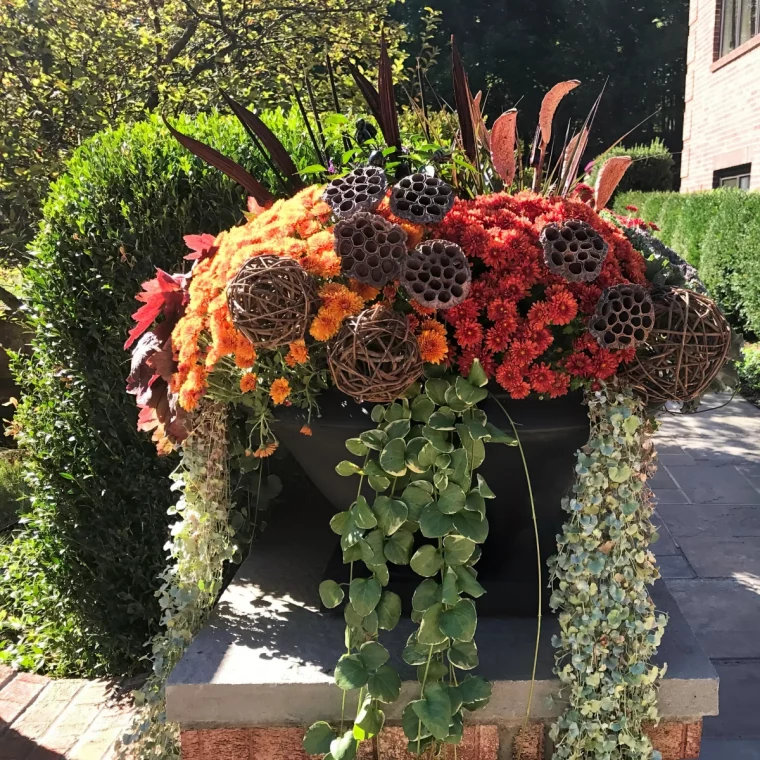 composition plantes tombantes exterieur fleurs rouges orange