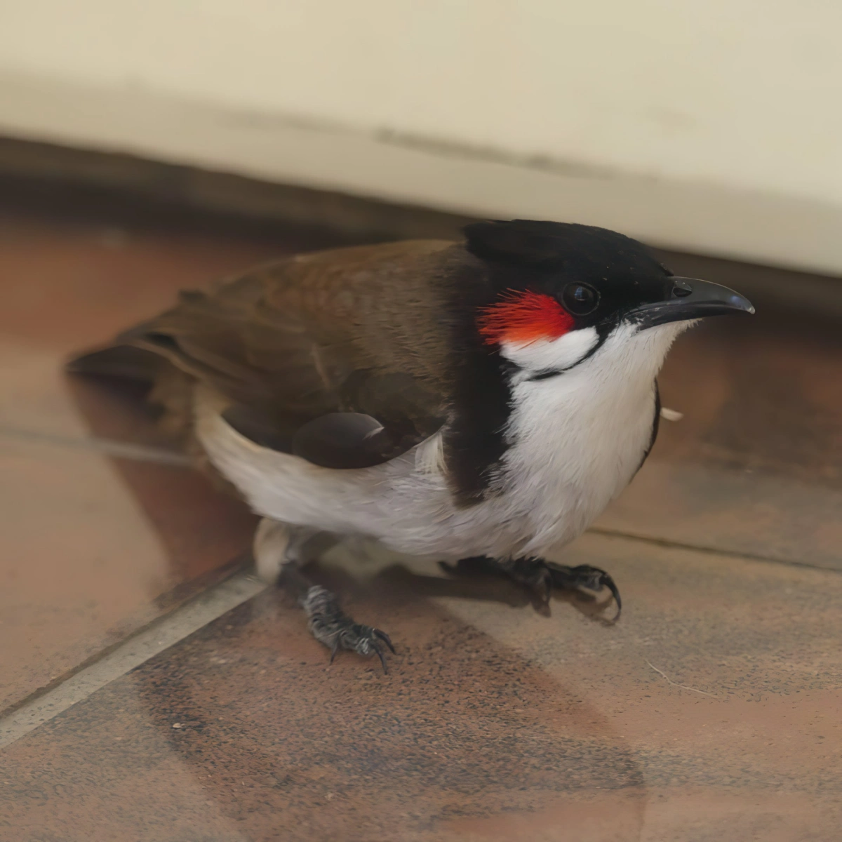 conde bulbul orphee pycnonotus jocosus dalles mur blanc