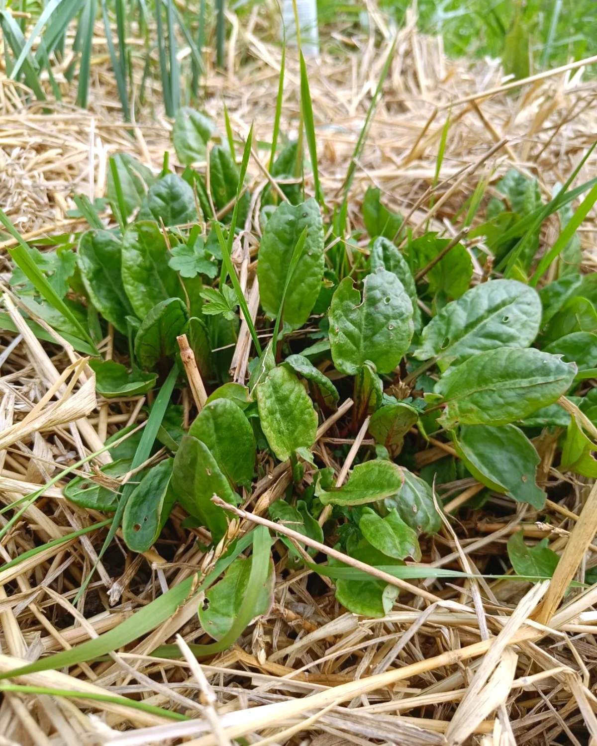 conseils de plantation pour automne