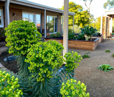 deco exterieure euphorbia esula en pots plante a fleurs herbacee