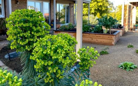 deco exterieure euphorbia esula en pots plante a fleurs herbacee