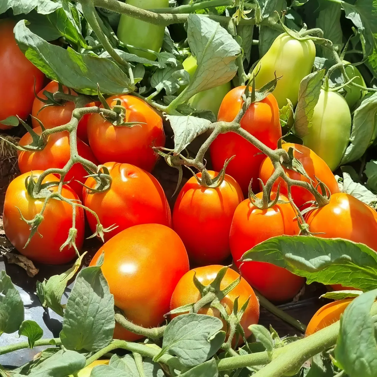 derniers fruits et legumes de l ete comment les conserver