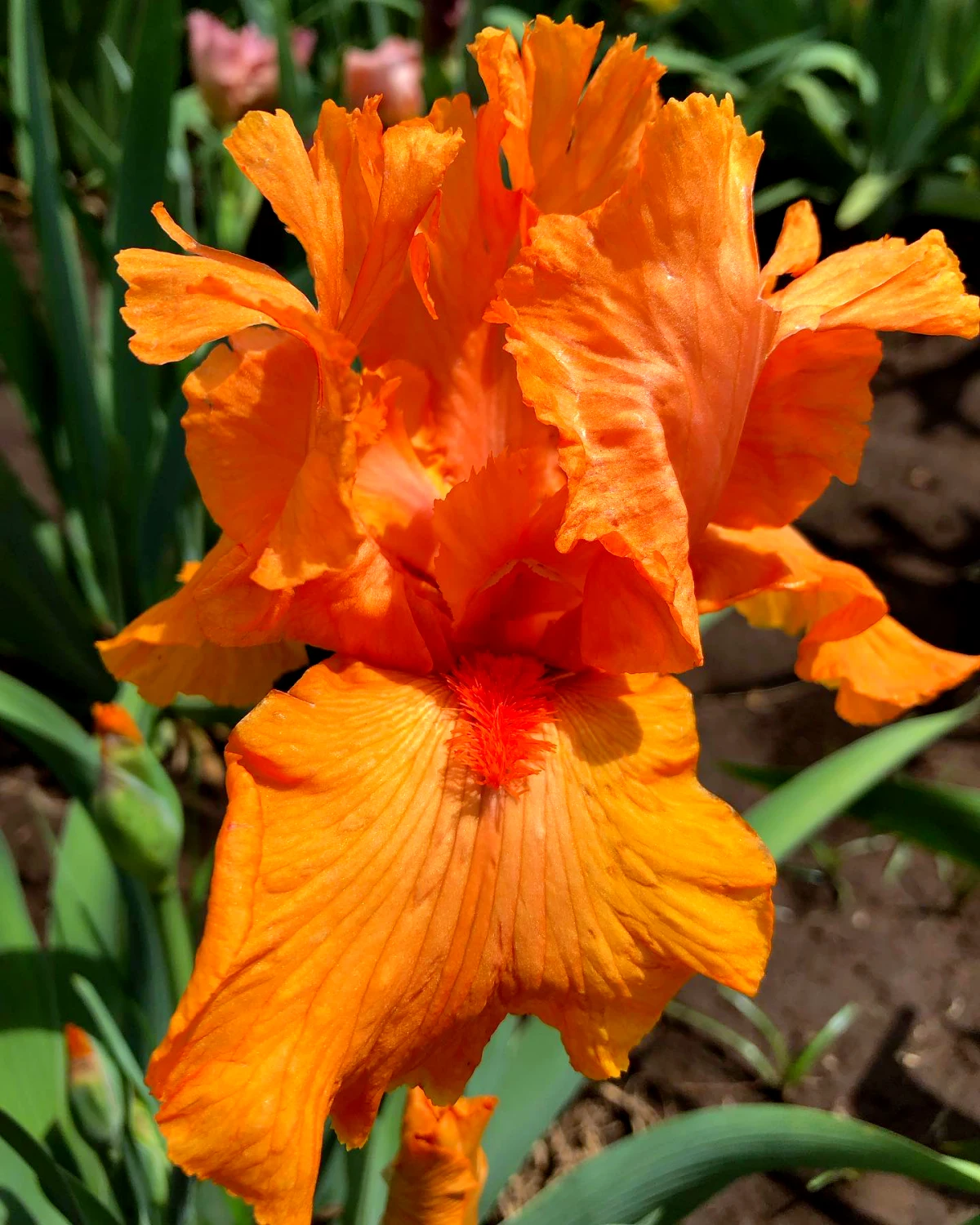 division des rihzomes des iris fleur orange