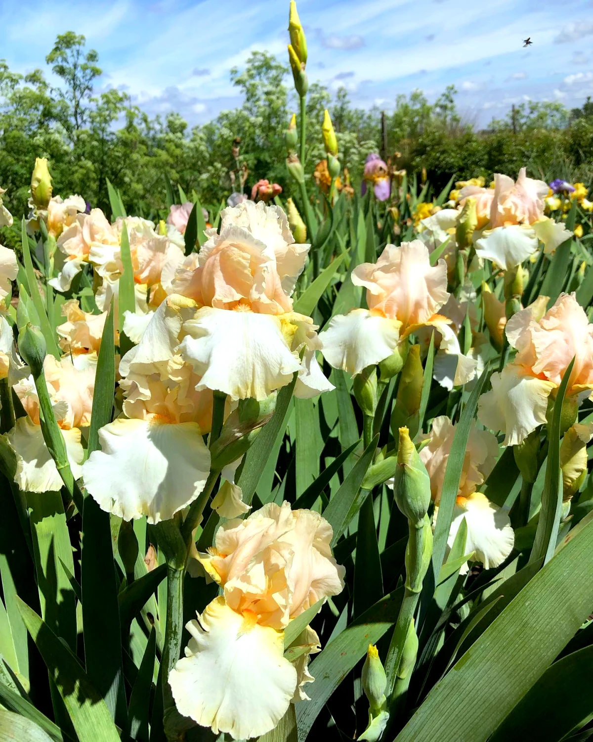 divsion de l iris et comment faire fleurs beiges tiges vertes