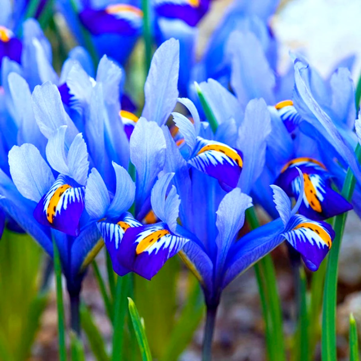 entretien des iris apres la floraison fleurs bleus