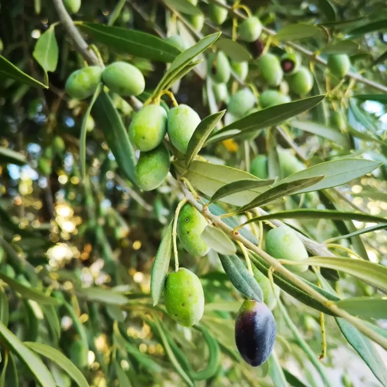 est ce qu on peut recolter les olives vertes en septembre