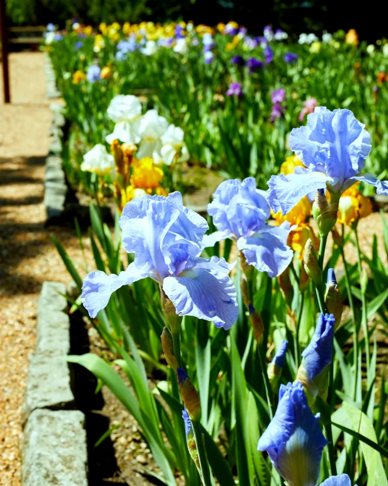 est ce que l iris est une fleur rustique