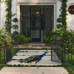 facade maison blanche plante grimpante paonne oiseau plumes colorees