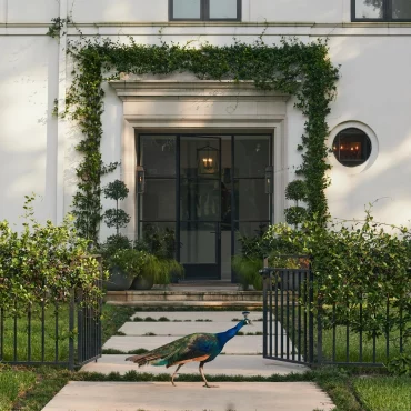 facade maison blanche plante grimpante paonne oiseau plumes colorees