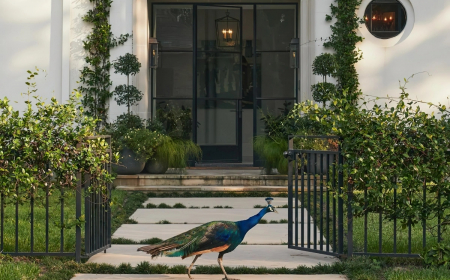 facade maison blanche plante grimpante paonne oiseau plumes colorees