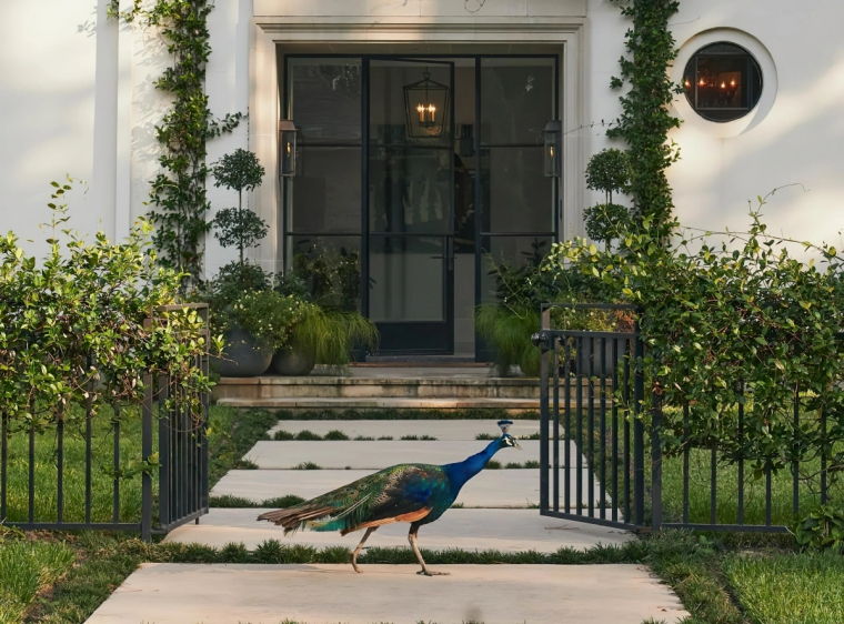 facade maison blanche plante grimpante paonne oiseau plumes colorees