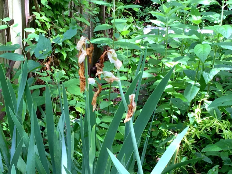 faut il couper les feuilles de l iris tiges fanees et feuilles vertes