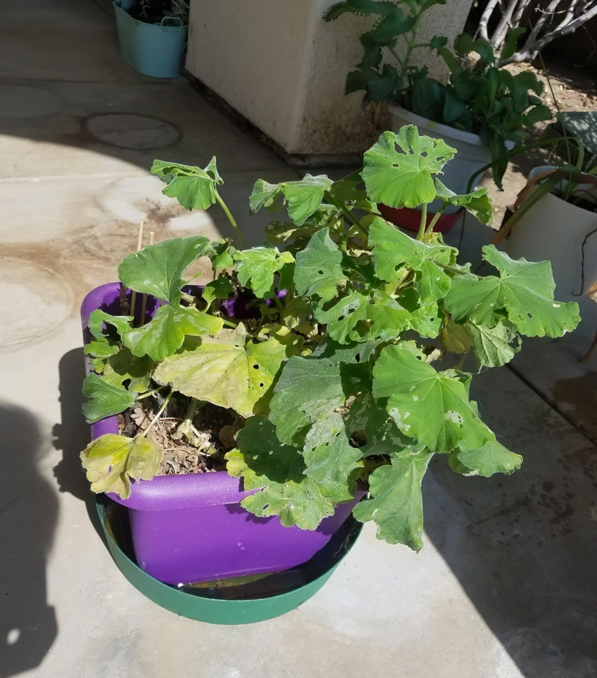 feuilles trouees maladie des geraniums pot soleil exterieur