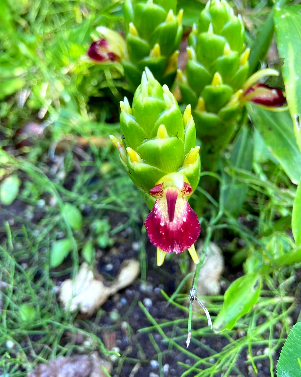 comment fleurir du gingembre fleur rouge feuilles vertes