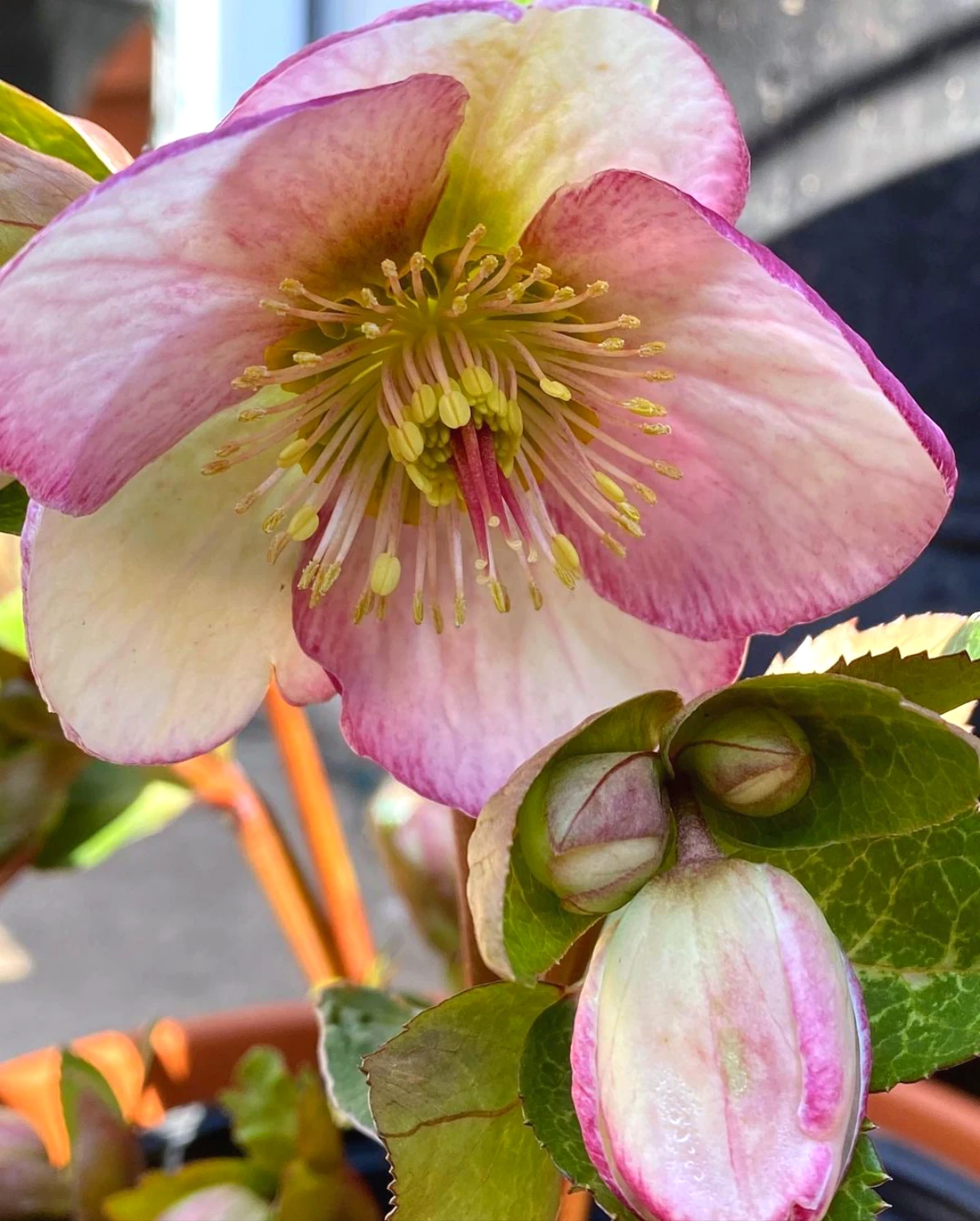 fleurs qui fleurit en hiver hellebore