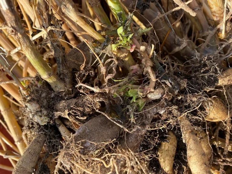 galle du collet plantes maladies formation tiges mortes racines