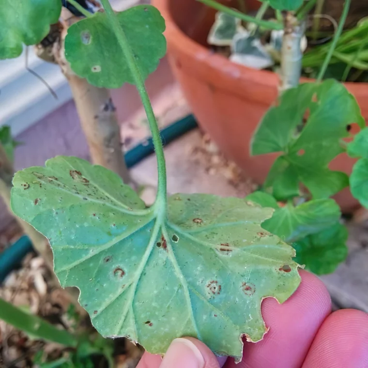 geranium feuille rougissent taches rouilles symptome feuillage