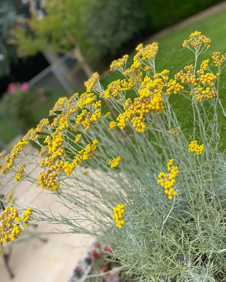 helichrysum italicum plante au curry fleurs jaunes petit buisson