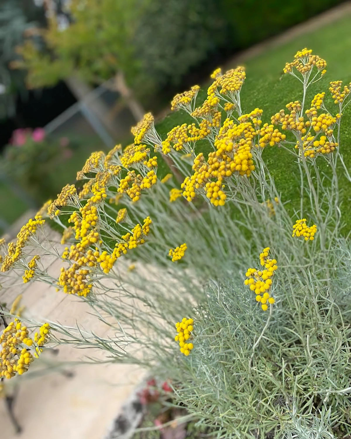 helichrysum italicum plante au curry fleurs jaunes petit buisson