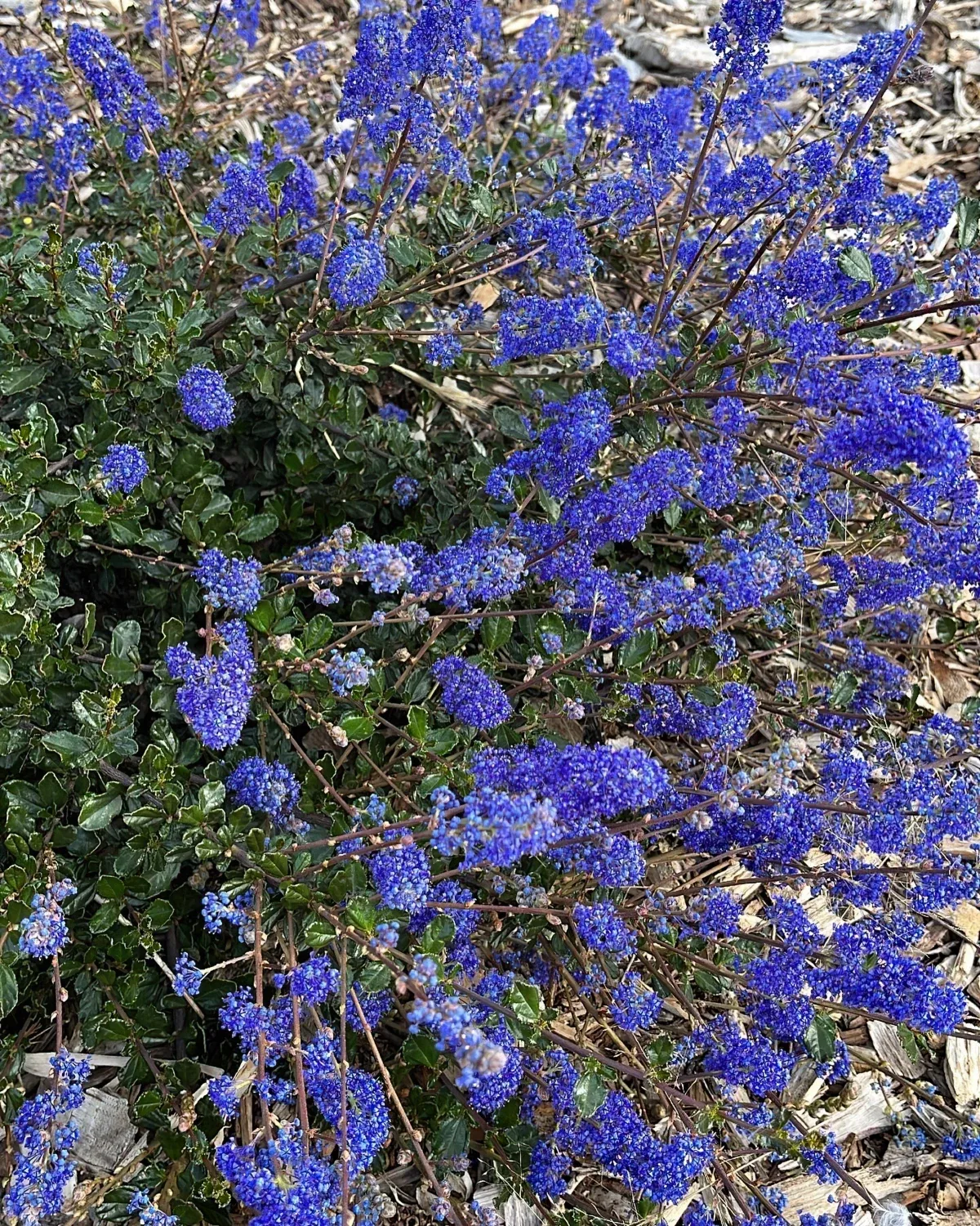 jardin céanothe rampant plante fleurie exterieur fleurs violettes