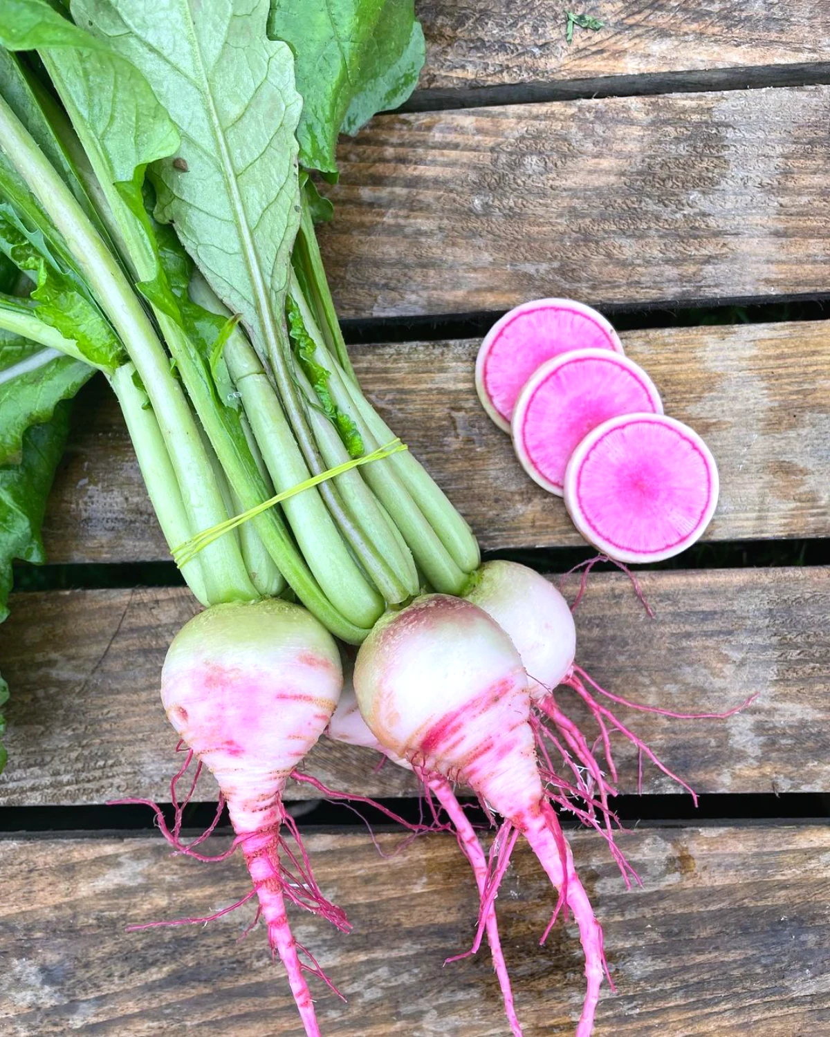 les 5 legumes a planter en octobre