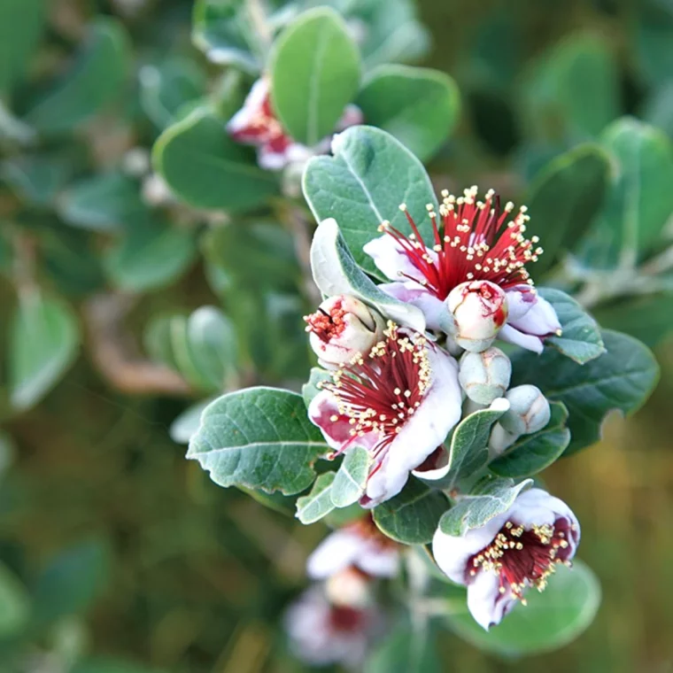 les arbustes a planter en octobre brinches avec des fleurs feuilles vertes