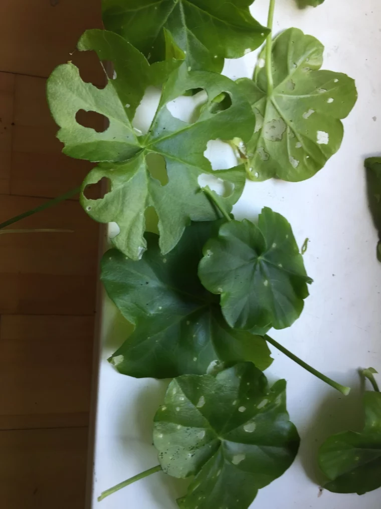 maladie geranium trou chenille verte dans les geraniums feuillage