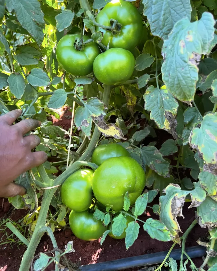 peut on consommer les tomates vertes de fin ete