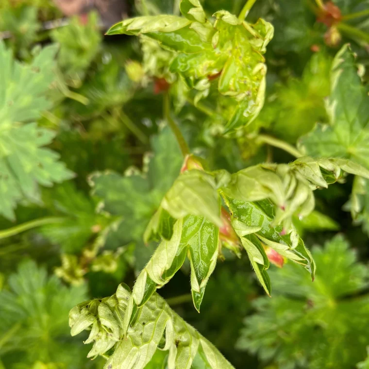 plante exterieur feuillage vert clair tiges bourgeons fleurs